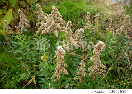 綿毛のついた実が熟し白くふわふわとした見た目のセイタカアワダチソウ 136626504