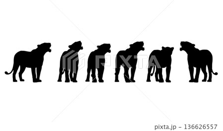 Black Solid Lioness Calling to Her Mate Silhouettes Set of Six on White Background Black Solid Lioness Calling to Her Mate Silhouettes Set of Six on White Background 136626557