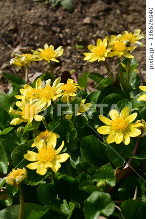キクザキリュウキンカ(キンポウゲ科)多年草 キクザキリュウキンカ(キンポウゲ科)多年草 136626840