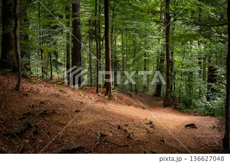 Curving Forest Trail in Dense Green Woodland 136627048