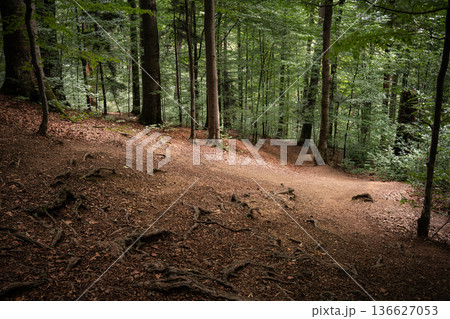 Curving Forest Trail in Dense Green Woodland Curving Forest Trail in Dense Green Woodland 136627053