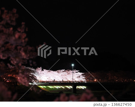 秋田・角館 桧木内川堤公園の夜桜ライトアップ—川面に映る桜並木 秋田・角館 桧木内川堤公園の夜桜ライトアップ—川面に映る桜並木 136627450