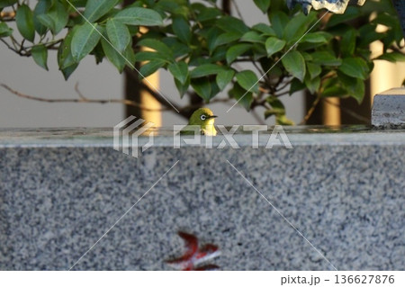 神社の手水鉢で水浴びするメジロ 136627876