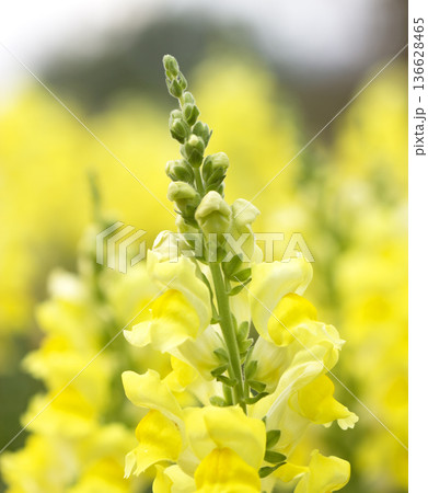 Antirrhinum majus in the garden flower Antirrhinum majus in the garden flower 136628465