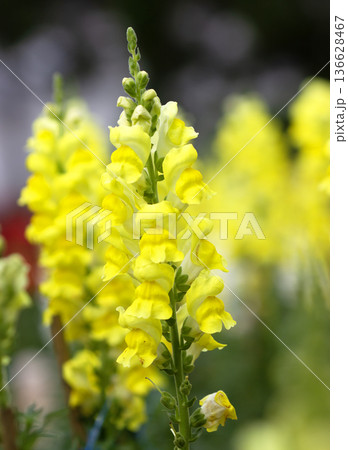 Antirrhinum majus in the garden flower 136628467
