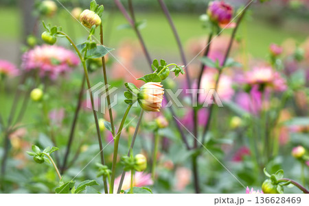 Close up view of dahlia flower 136628469