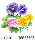 春の花苗3種(ベゴニア、パンジーマリーゴールド)の水彩イラスト クリップアート 春の花苗3種(ベゴニア、パンジーマリーゴールド)の水彩イラスト クリップアート 136628606