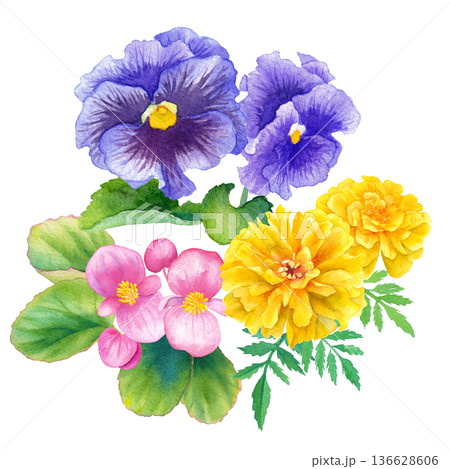 春の花苗3種（ベゴニア、パンジーマリーゴールド）の水彩イラスト　クリップアート 136628606