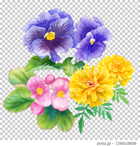 春の花苗3種（ベゴニア、パンジーマリーゴールド）の水彩イラスト　クリップアート 136628606