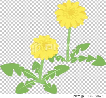 Dandelion vector illustration: simple spring wildflower flower material 136628673