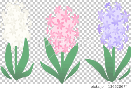 Hyacinth vector illustration - Cute spring flower material Hyacinth vector illustration - Cute spring flower material 136628674