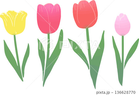 チューリップのベクターイラスト　春の花のかわいいフラワー素材 136628770