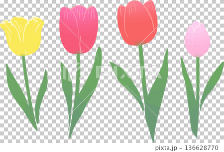 チューリップのベクターイラスト　春の花のかわいいフラワー素材 136628770