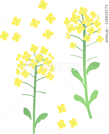菜の花のベクターイラスト　春の黄色い花のフラワー素材 136628773