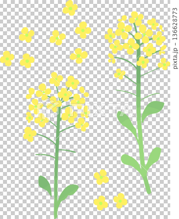 菜の花のベクターイラスト　春の黄色い花のフラワー素材 136628773
