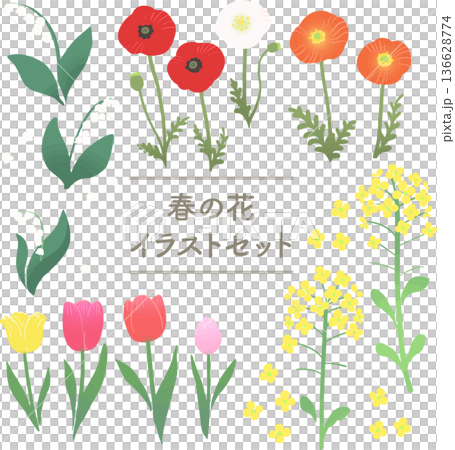 Spring flower vector illustration set: poppies, rape blossoms, lily of the valley, and tulips. 136628774