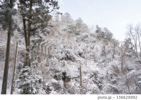 雪化粧した木々 雪化粧した木々 136628992
