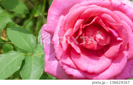 red rose background 136629167