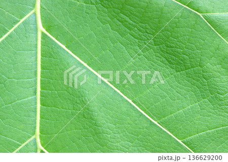 green leaf background 136629200