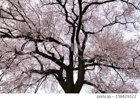 わに塚の桜 わに塚の桜 136629322