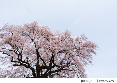 わに塚の桜 わに塚の桜 136629329