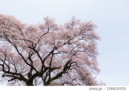 わに塚の桜 わに塚の桜 136629330