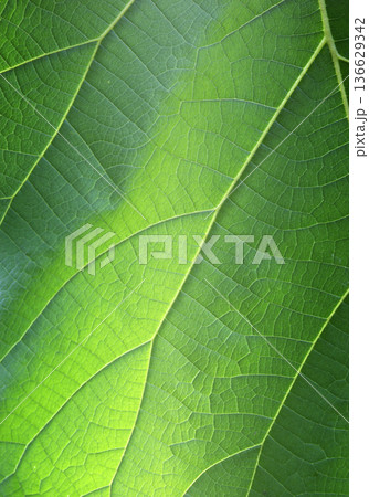 green leaf background 136629342