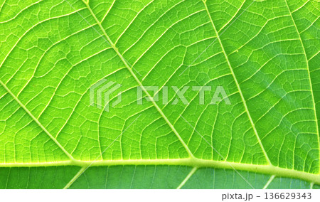 green lawn background green lawn background 136629343