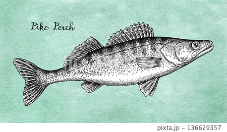 Pikeperch fish ink illustration on vintage paper 136629357