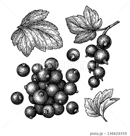 Blackcurrant. Engraving style illustration. Blackcurrant. Engraving style illustration. 136629359
