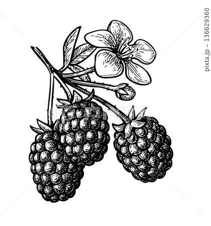 Blackberry branch ink sketch 136629360