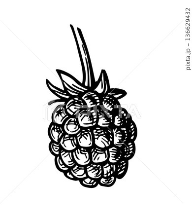 Blackberry ink sketch Blackberry ink sketch 136629432
