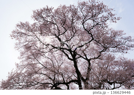 わに塚の桜 わに塚の桜 136629446