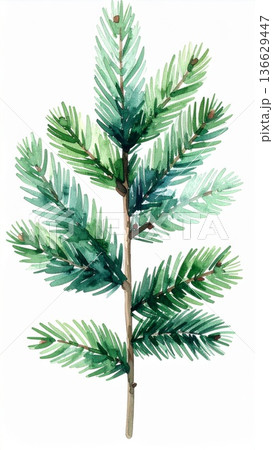 Watercolor Illustration of a Young Green Fir Tree Branch Isolated on a White Background 136629447