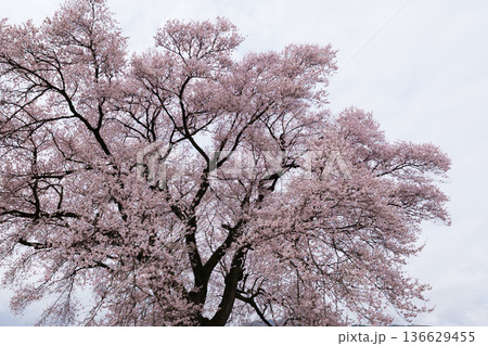わに塚の桜 わに塚の桜 136629455