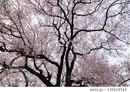 わに塚の桜 136629584