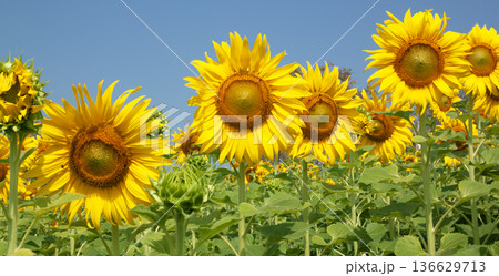 yellow sunflowers bloom 136629713