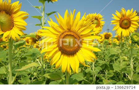yellow sunflowers bloom yellow sunflowers bloom 136629714
