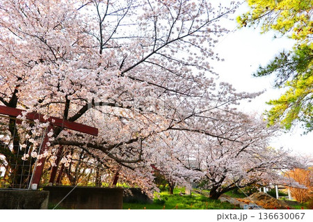 桜、大阪の花博記念公園鶴見緑地 136630067