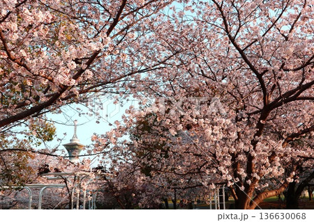 桜、大阪の花博記念公園鶴見緑地 桜、大阪の花博記念公園鶴見緑地 136630068