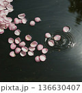 水面に浮かぶ桜の花びら 136630407