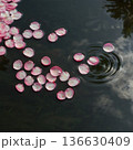 水面に浮かぶ桜の花びら 136630409