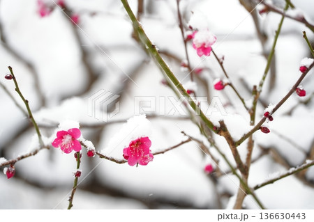 雪をまとい春を待つ梅の花|早春の情景・寒波の朝 雪をまとい春を待つ梅の花|早春の情景・寒波の朝 136630443