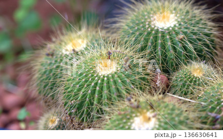 Selective focus close up top view shot cactus Selective focus close up top view shot cactus 136630641