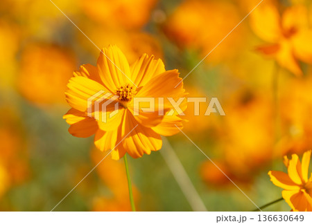 Cosmos sulphureus also known as Sulfur Cosmos flower blooming bokeh background Cosmos sulphureus also known as Sulfur Cosmos flower blooming bokeh background 136630649
