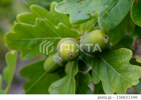 Breton oak, acorn and leaf, quercus Breton oak, acorn and leaf, quercus 136631340