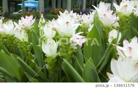 white tulips thailand 136631576