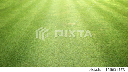 green lawn background green lawn background 136631578