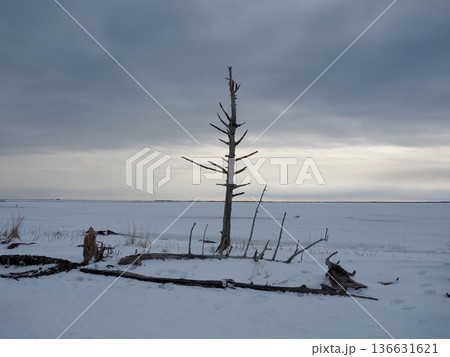 野付半島のトドワラ 野付半島のトドワラ 136631621