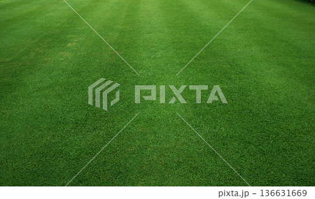 Green lawn pattern texture Green lawn pattern texture 136631669